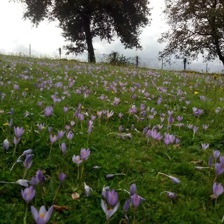 カントリーハウス Casa Vixide