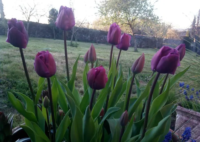 Casa Vixide Kır Evi *